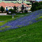 Bluebonnets in full bloom