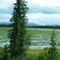 Lilly pads in Alaska