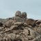 Boulders North West of Salome, Az