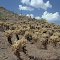 Field of cholla
