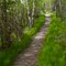 The Green Path
