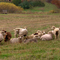Sheep may safely graze. . .