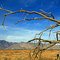 Anza Borrego Tree ...02.10.07