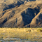 Desert flowers at sunset
