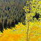 Aspen Meadow View - Creative version