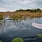Alligators along Loxahatchee National Wildlife Refuge Canoe Trail