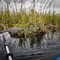Alligators along Loxahatchee National Wildlife Refuge Canoe Trail