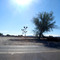 Old Palo Verde tree and train signals