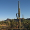 Sonoran Desert