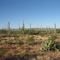Desert du Sonora