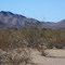 Creosote brush desert