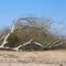 Very dry tree