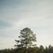 Tall Pine