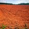 Red Dirt on White Gold