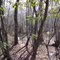 Cypress Knee trail - west entrance