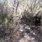 Cypress Knee trail