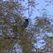 Steller's Jay, white-browed. Hassayampa Reserve, AZ, dec 3, 2003