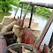 Rusting water control gate
