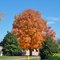 Fall colors