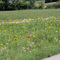 Tall grass prairie inside City Limits Jo Allyn Lowe Park
