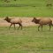 Wildlife in Oregon