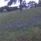 May Bluebonnets