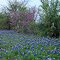 In full bloom