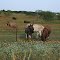Donkeys