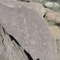 Petroglyph - right