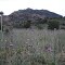 Thistles along FT 347 -Prescott NF AZ 5-6-2012