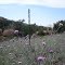 Thistles and Century Plant -Prescott NF AZ 5-6-2012