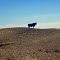 Chino Valley, on the way to Prescott Live Stock Auction