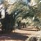 Date Palm Seed Bank