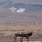 Wild Burros and Goldstone Antennas