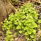 Garlic Mustard - 2nd Yr -Base of Tree