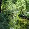 Nature on Rogue River