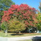 Autumn tree in front yard