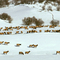 Elk Refuge south of Alpine