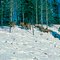 Elk Herd