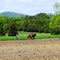 Plow horses