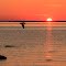 Leaving seagull around sunset at Lake Michigan