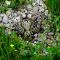 Kildeer nest on Harsen's Island, Michigan