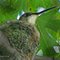 Female Ruby-throated Hummingbird sitting on nest/Ein Kolibriweibchen im Nest.