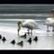 "Readhead" Ducks wintering on Harsen's Island, Michigan. Swans are threatening the duck population.