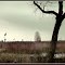 Marshland hiding thousands of ducks of many species / Viele Enten aus dem Norden ueberwintern in diesem Marschland