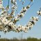 Sour Cherry Blossoms