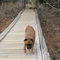 Chloe on the Swinging Bridge