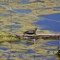 turtle turtle