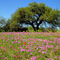 S. TEXAS SPRINGTIME