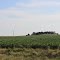 Wind turbines on Illinois Route 23